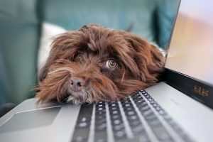 Slimme laptops voor modern onderwijs in een klaslokaal met leerlingen die hybride leren ondersteunen